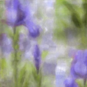 IRIS 01